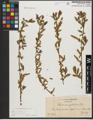 Foto von Salix triandra subsp. triandra L.